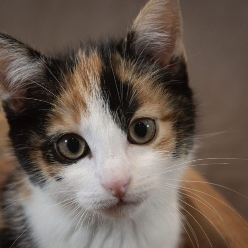 La photo DSC_5161 copie.jpg a été réduite de 96.52 % le Samedi 25 Octobre 2025 à 18:10 par Photo Réducteur v4.6 à télécharger sur https://www.emjysoft.com/